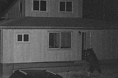 Гризли ворвался в дом к женщине и испугался ее собаки