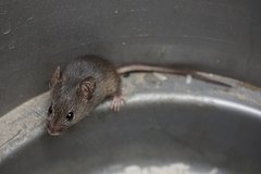 Россиян призвали делать мышеловки из ведра и палок