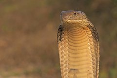 Россиян предупредили о штрафах за некоторых животных в квартире